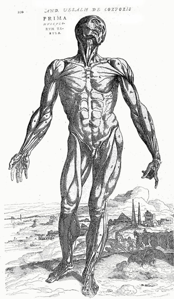Vesalius. Muscle Men. 1543. Plates 1, 2, 3. Plate